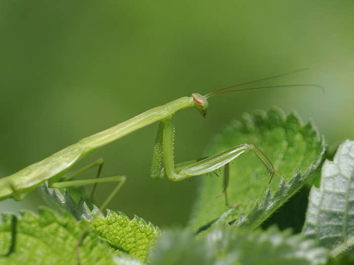 カマキリおじさん（朱氏館長さん）※少し虫注意にじげん 福岡 -就労継続