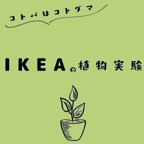 IKEAの植物実験☆