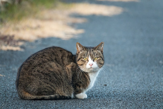 068】「のら猫」と「どら猫」の違いとはやさしいあおぞら -就労継続支援A型事業所のブログ | LITALICO仕事ナビ