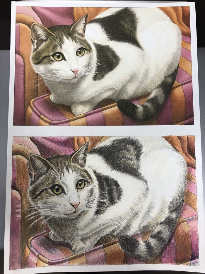 作品紹介】色鉛筆で描くリアルな猫の毛並み｜制作時間17時間の力作