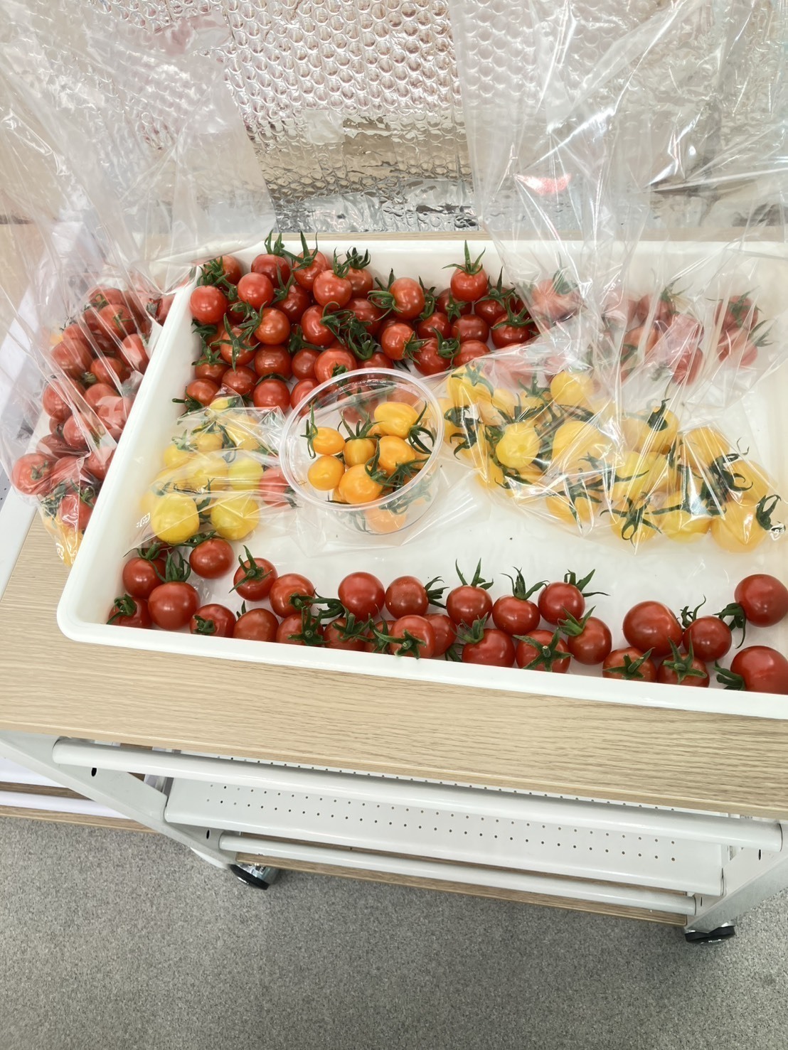 トレイいっぱいのミニトマトに思わず笑顔ふくろうの家 のブログ