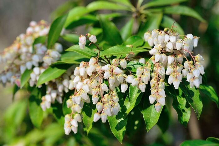 🌳今日の誕生日木🌳 - アセビ（馬酔木）インクルッシブ のブログ