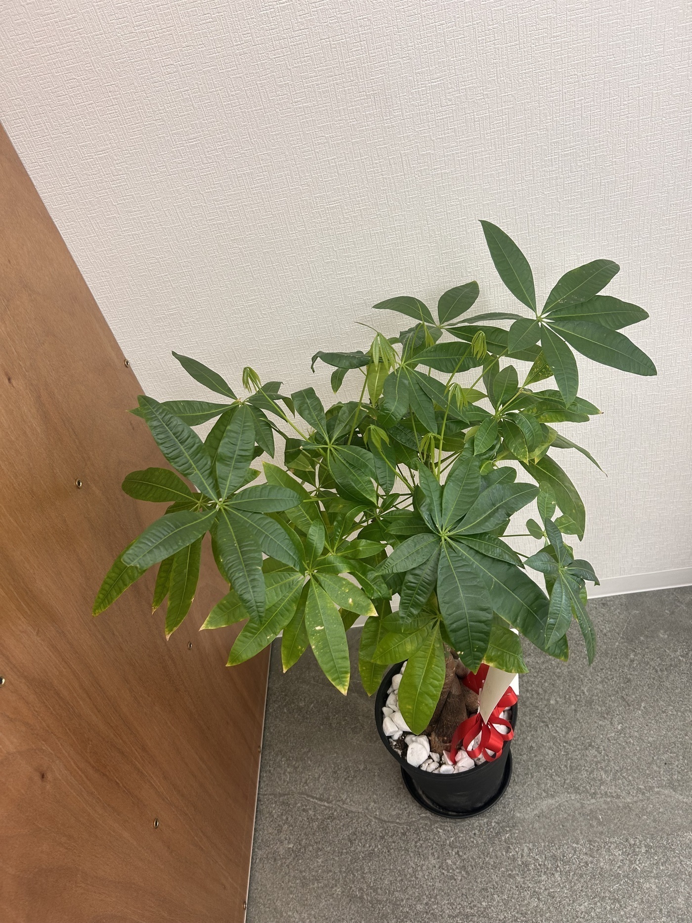 成長記録～モネリスワークス のブログ | LITALICO仕事ナビ
