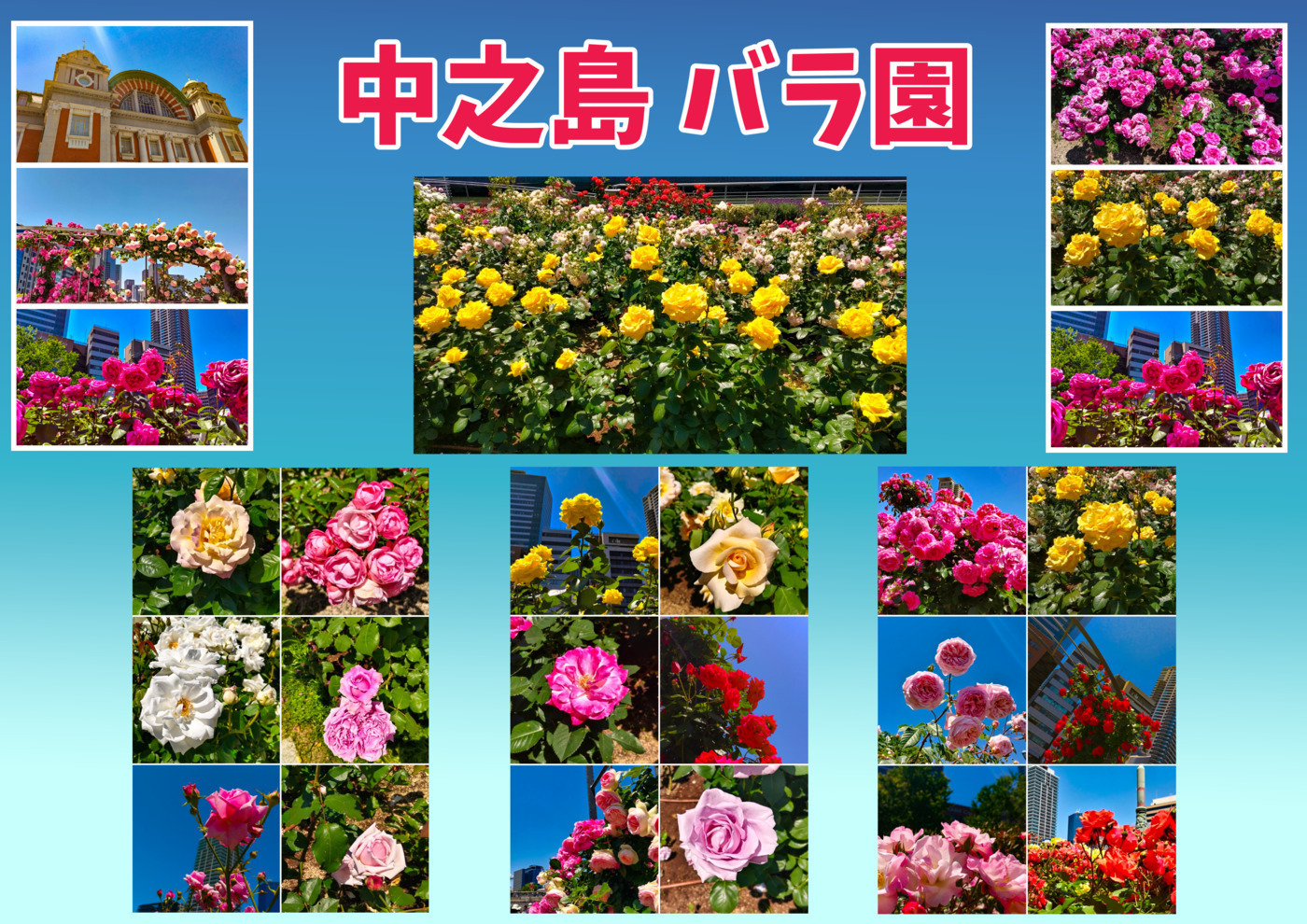 色鮮やかな薔薇サブカルビジネスセンター大阪 のブログ | LITALICO仕事ナビ