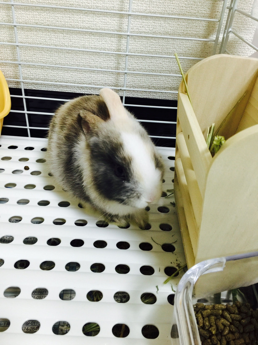 うさぎちゃん🐰❤️😎FIDIAアジャスト 尼崎オフィス のブログ