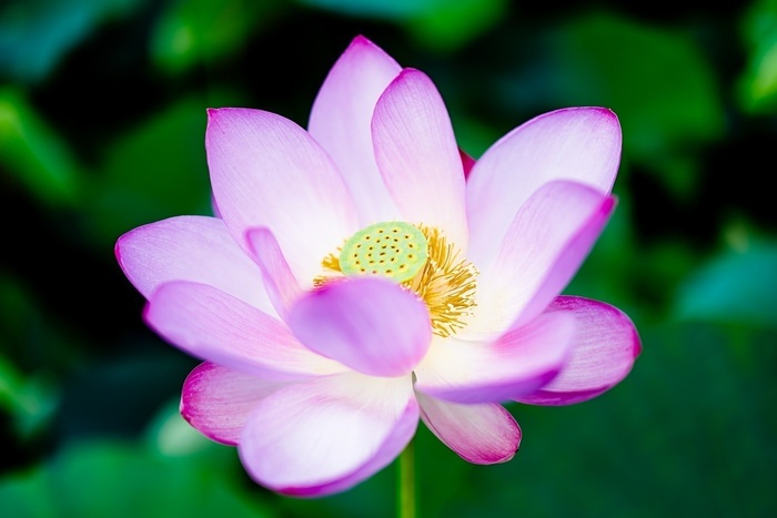 蓮田市古代ハスの里での蓮の花～🌸リハスワークたまプラーザ のブログ