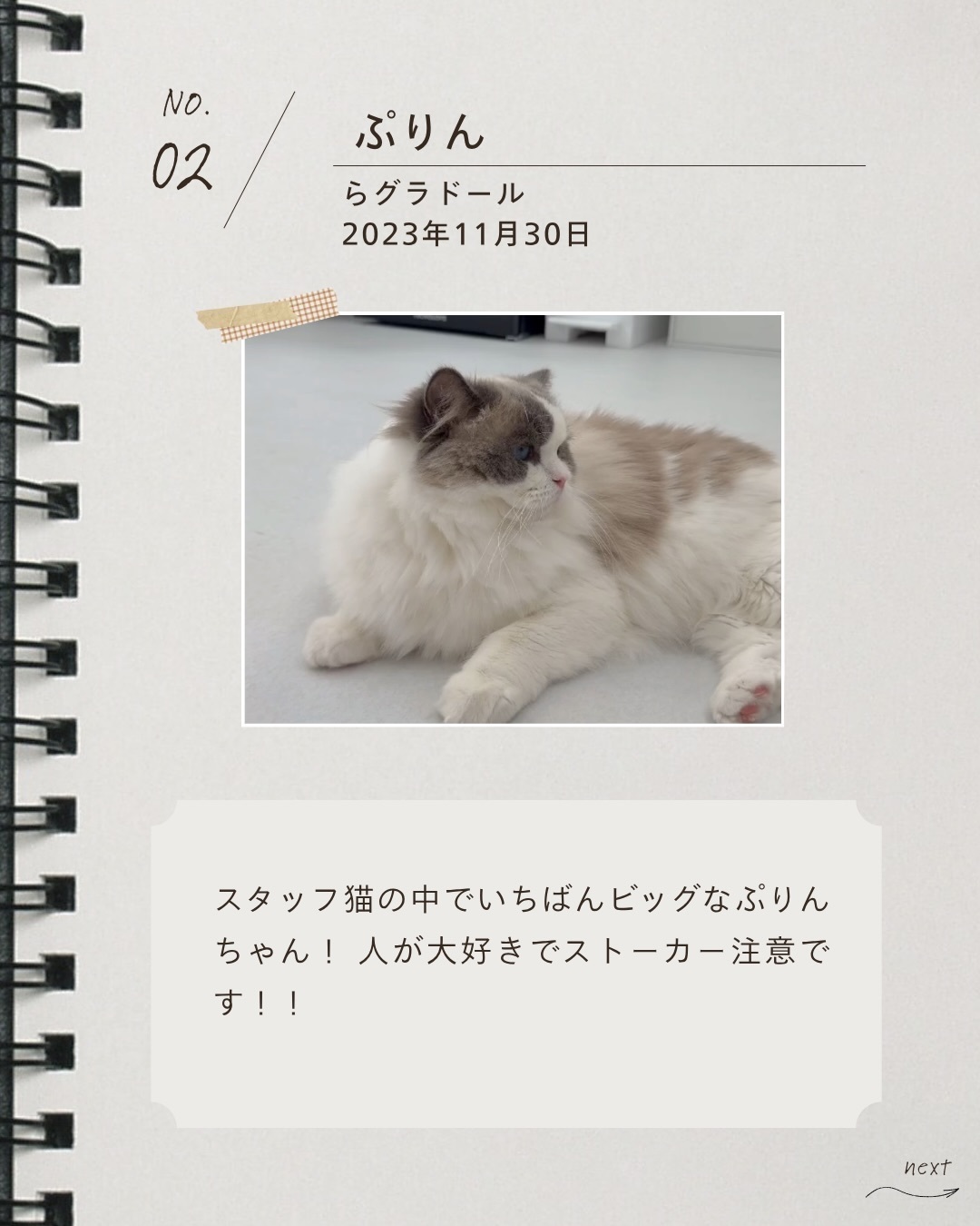スタッフねこちゃん🐈ぷりんちゃん🐈ご紹介♪といろ西宮 のブログ