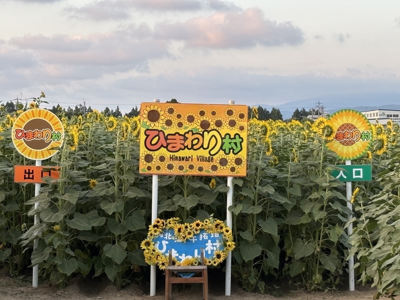 35万本のひまわりに元気をもらって🌻夏を乗り切ろう！self-A・かほく