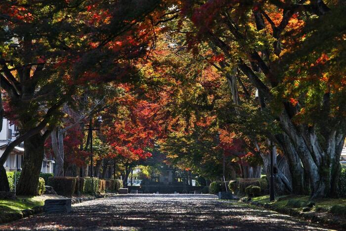 【パノラマ窓仕様】緑黄紅の森林浴 紅葉と秋の陽射し 秋の小道 壁紙ポスター 紅葉と青空が美しい理由｜秋にしか見られない景色やさしさまんてん平野