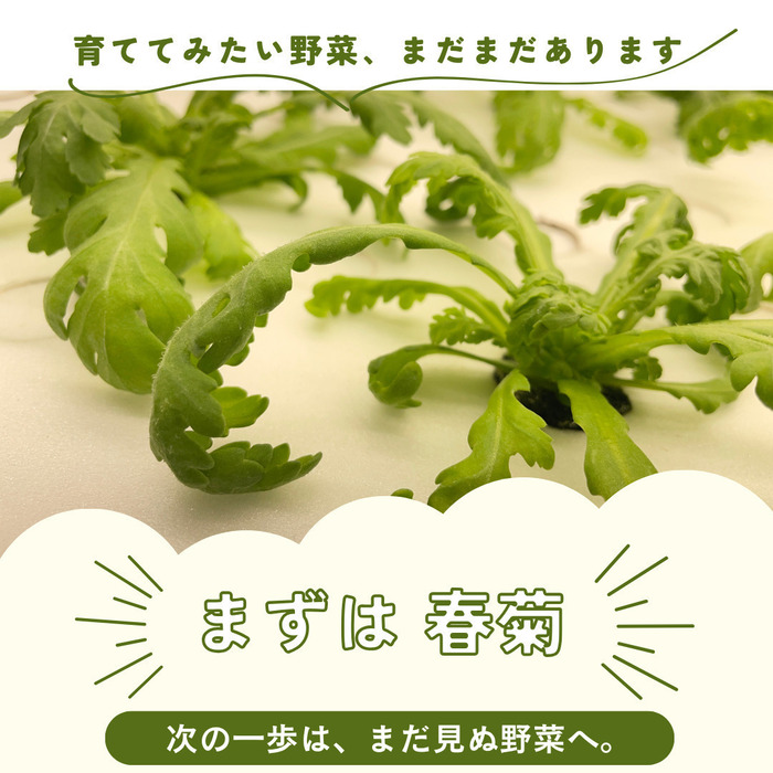 春菊から始まる、水耕チャレンジアサヒファンレイズファーム松戸 の