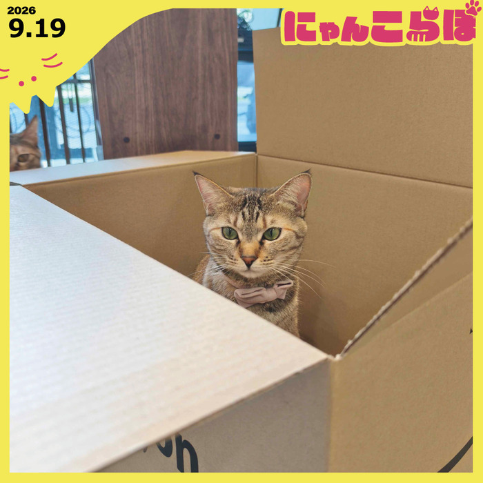 箱の中のシュシュ📦🩷にゃんこらぼ浜松 のブログ | LITALICO仕事ナビ
