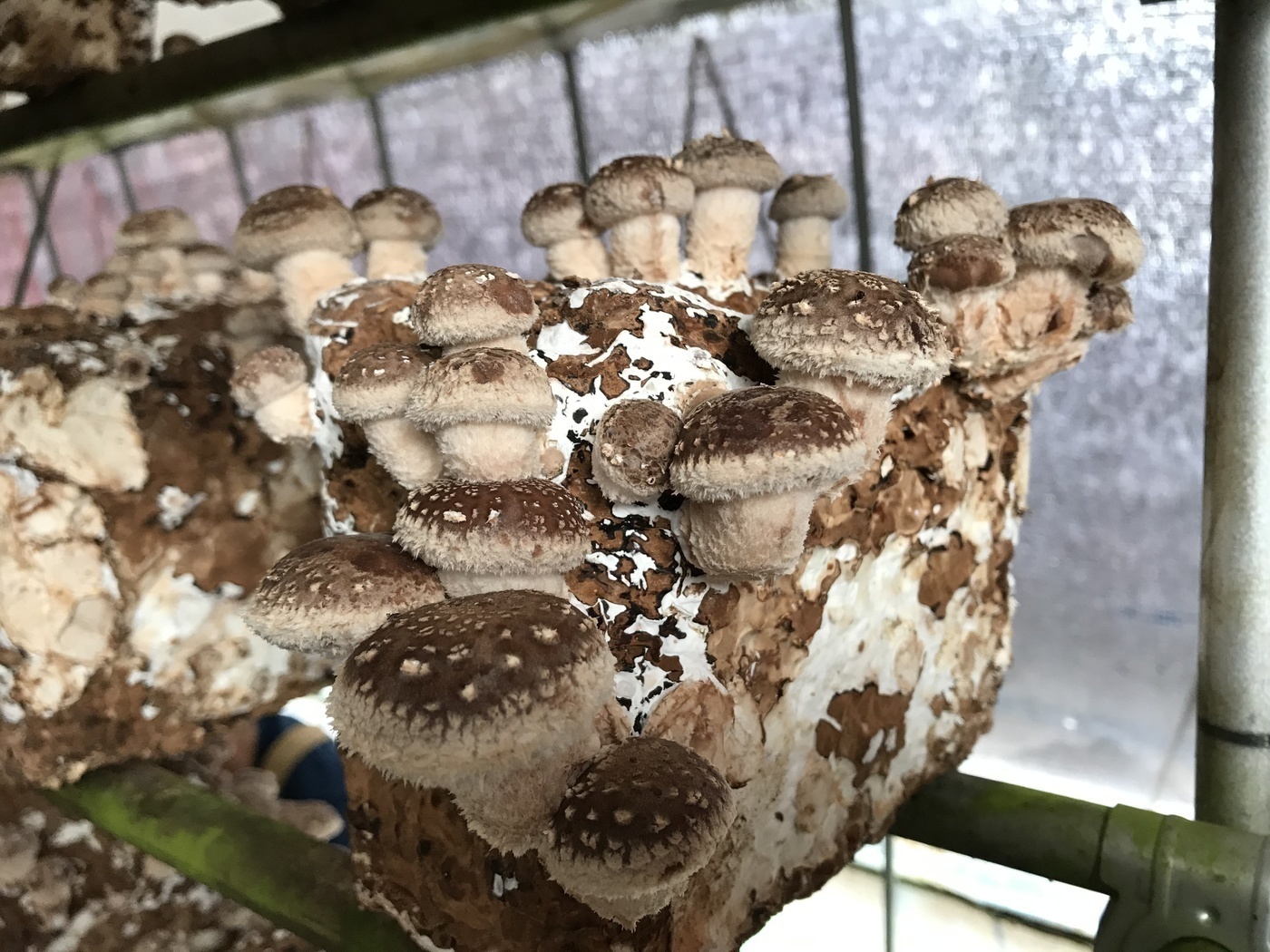 プレジール秋桜