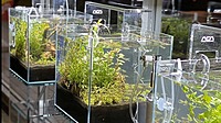 メダカ販売店の水槽になります！元気なメダカを入れております！
