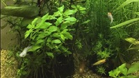 メダカだけでなく水草の緑に癒されながら働きませんか？？