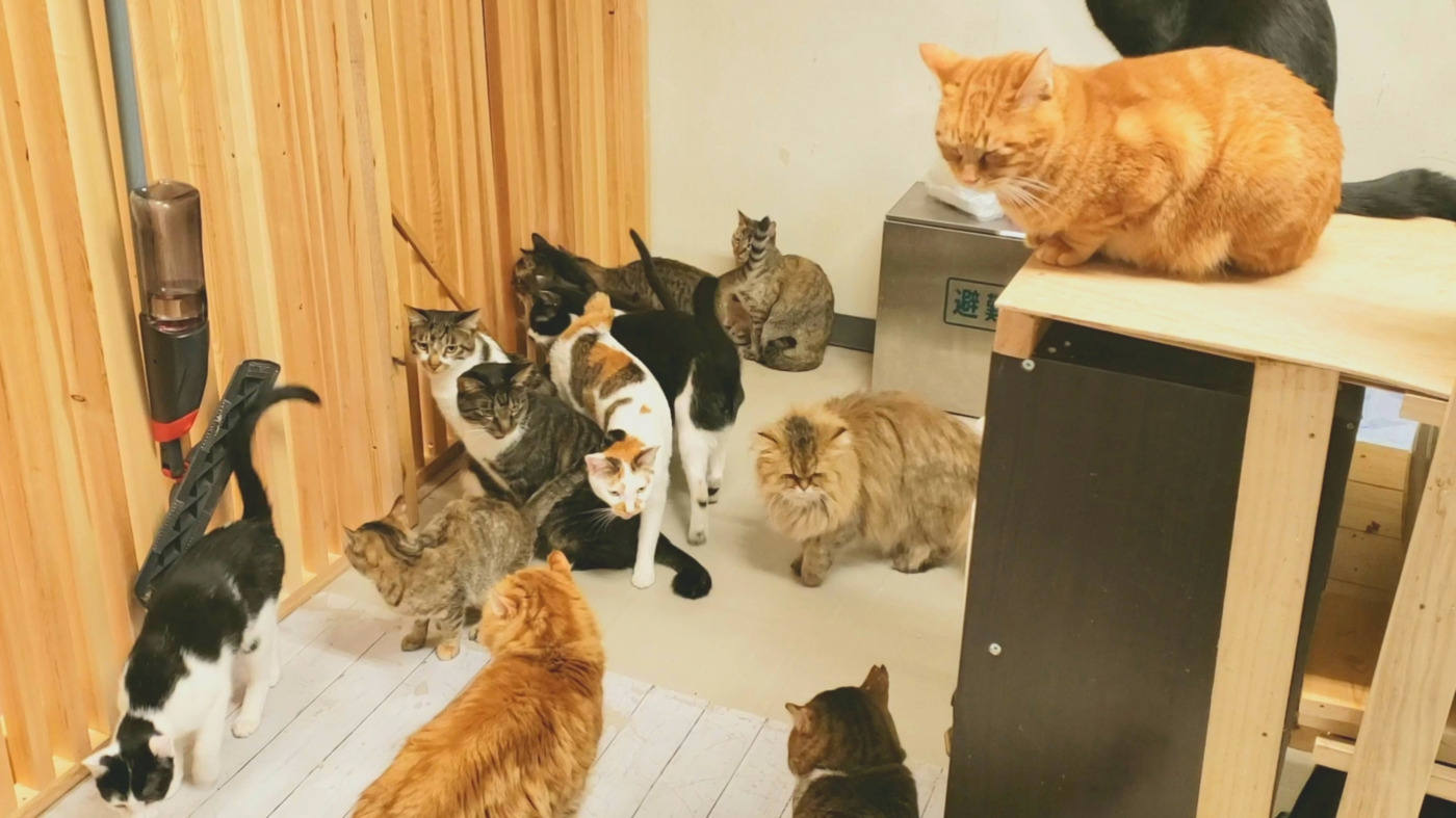 和風猫本舗 千葉県船橋市の就労移行支援事業所 の詳細情報 Litalico仕事ナビ