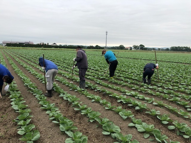 就労継続支援a型ぴーかーぶー 北海道札幌市手稲区の就労継続支援a型事業所 の詳細情報 Litalico仕事ナビ
