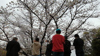 三郷は桜が沢山咲いているので、お散歩がてら桜を見にいきました