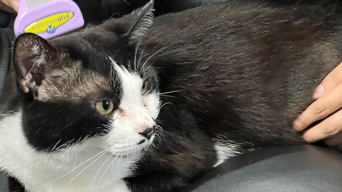 ねこぱんち名古屋 愛知県名古屋市中区の就労継続支援b型事業所 の詳細情報 Litalico仕事ナビ