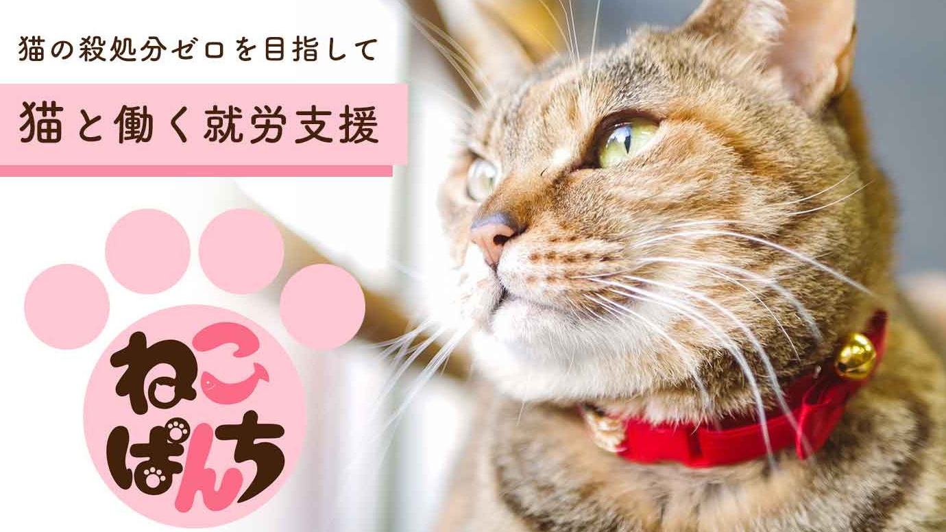 ねこぱんち名古屋 愛知県名古屋市中区の就労継続支援b型事業所 の詳細情報 Litalico仕事ナビ