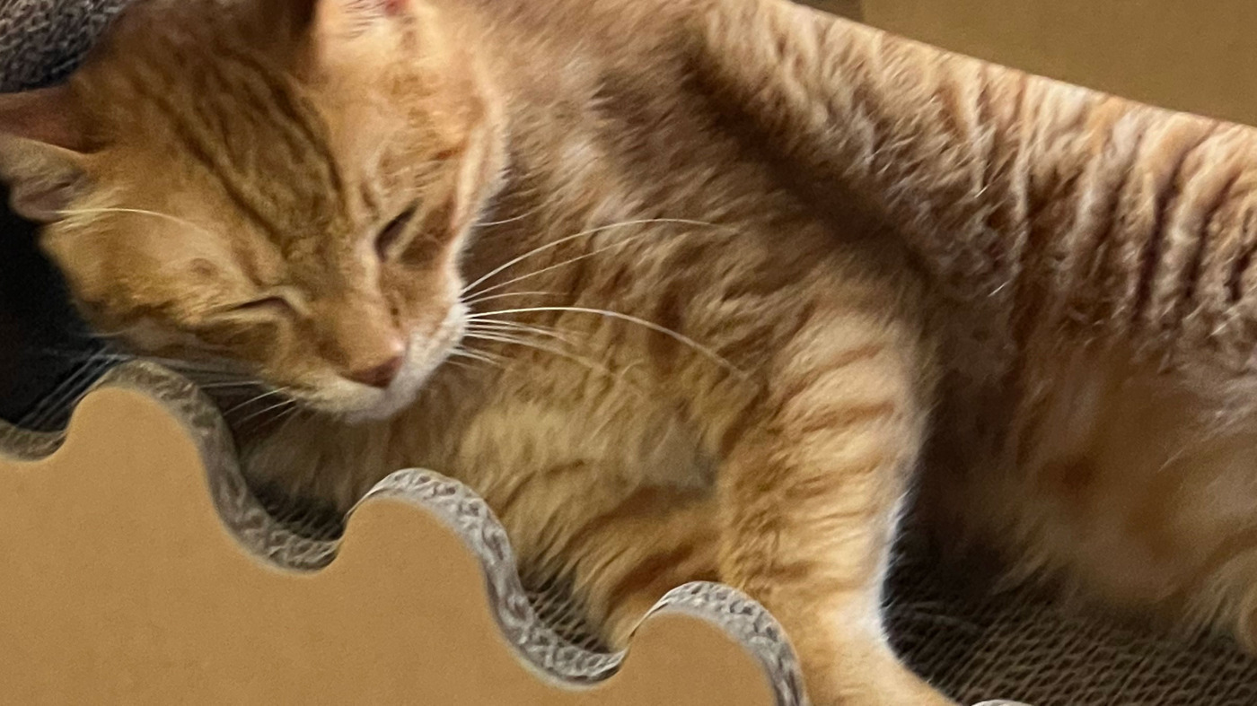 ねこぱんち名古屋