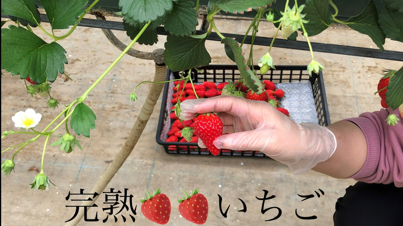 ワークランドらくま
