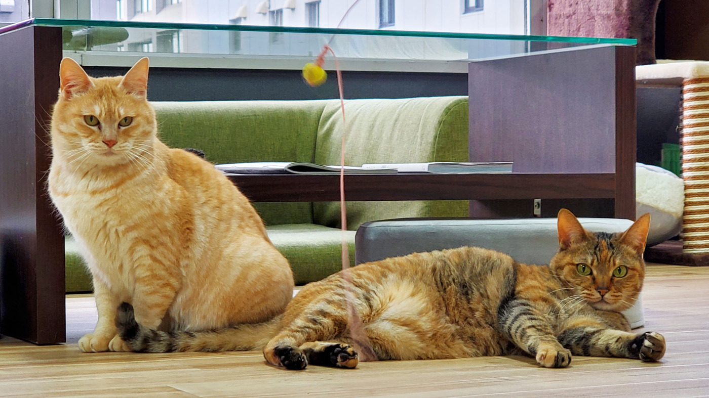 ねこぱんち廿日市