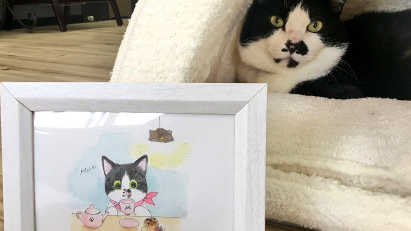 ねこぱんち廿日市