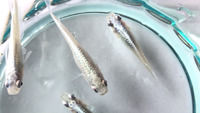 常時10～13種類のメダカを飼育・育成しております。