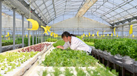 水の流れる音を聞きながら定植作業を進めてます。