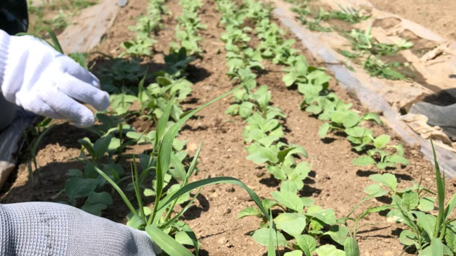 Vegimo Farm B 就労継続支援事業所
