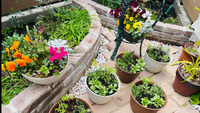 園芸教室「寄せ植え」
花が咲くのが楽しみ