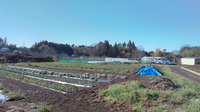 １５００坪の畑では、耕作以外にも養鶏・養蜂を行っています