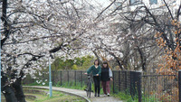 近くには公園があり、季節ごとに景色が変わり過ごしやすい所です