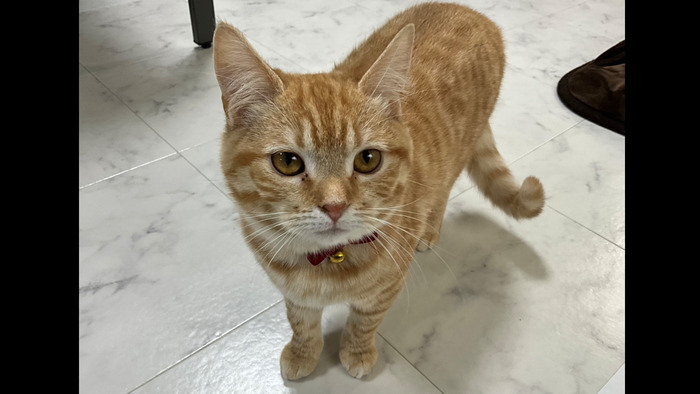 *✻.♡.✻*様　猫ちゃん❤︎ デジタルアートセンタープラスねこぱんち(兵庫県神戸市中央区の就労