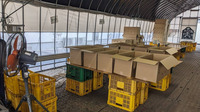 青ネギの出荷調整を行う作業場です。