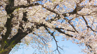 お花見にも行きました🌸
季節のイベントも楽しんでいます♪
