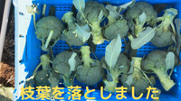 ブロッコリーの枝葉を落として出荷します。