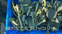 採れたてのブロッコリーの枝葉をこれから落とします。