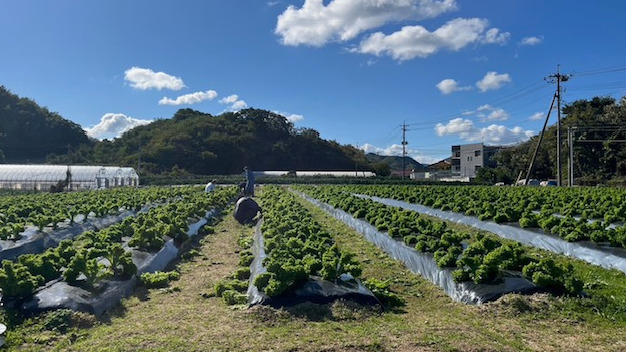 ルートカルマ