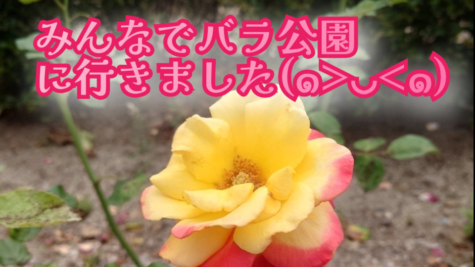 写真23586