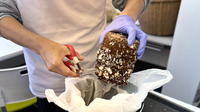椎茸の間引き中の様子