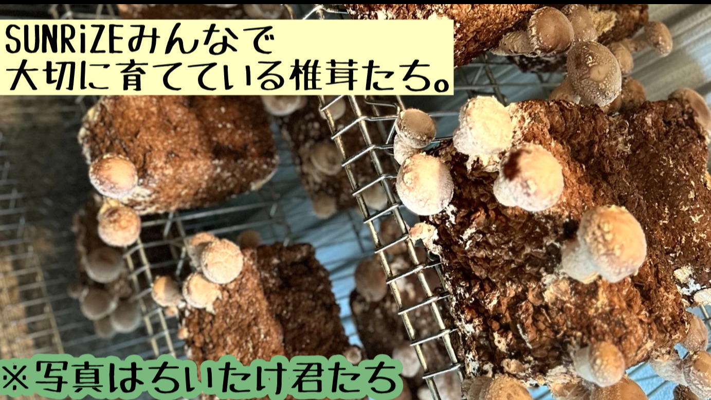 写真53296