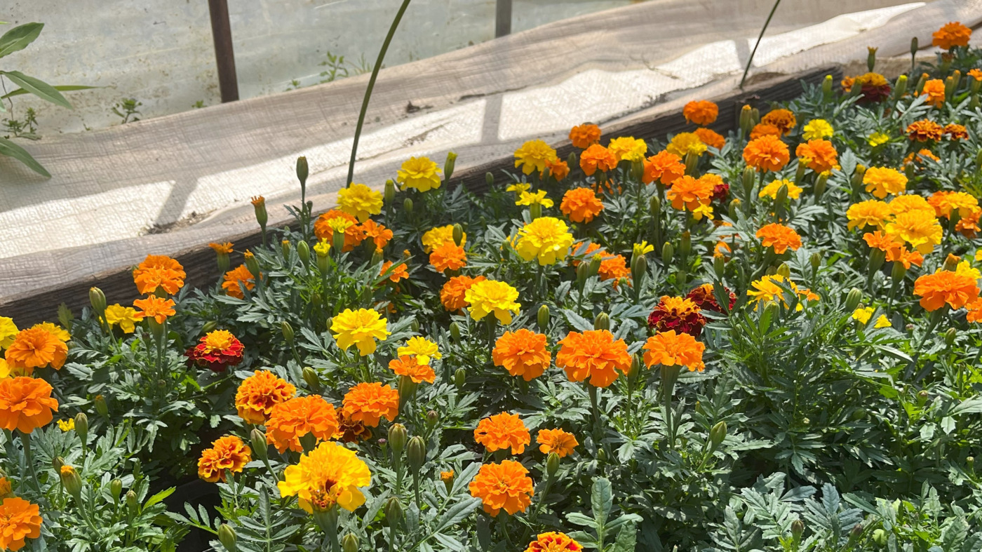 ドネーション