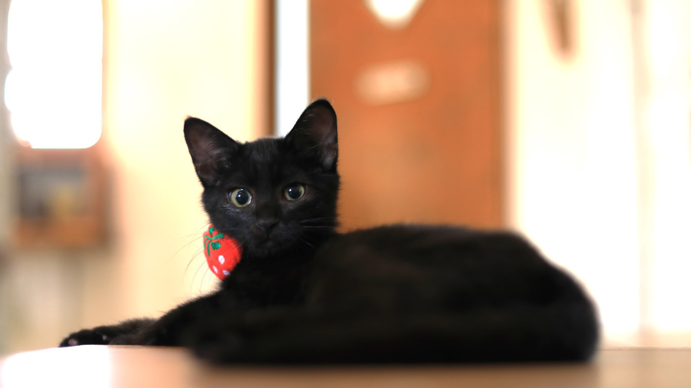 こねこカフェサンクチュアリ