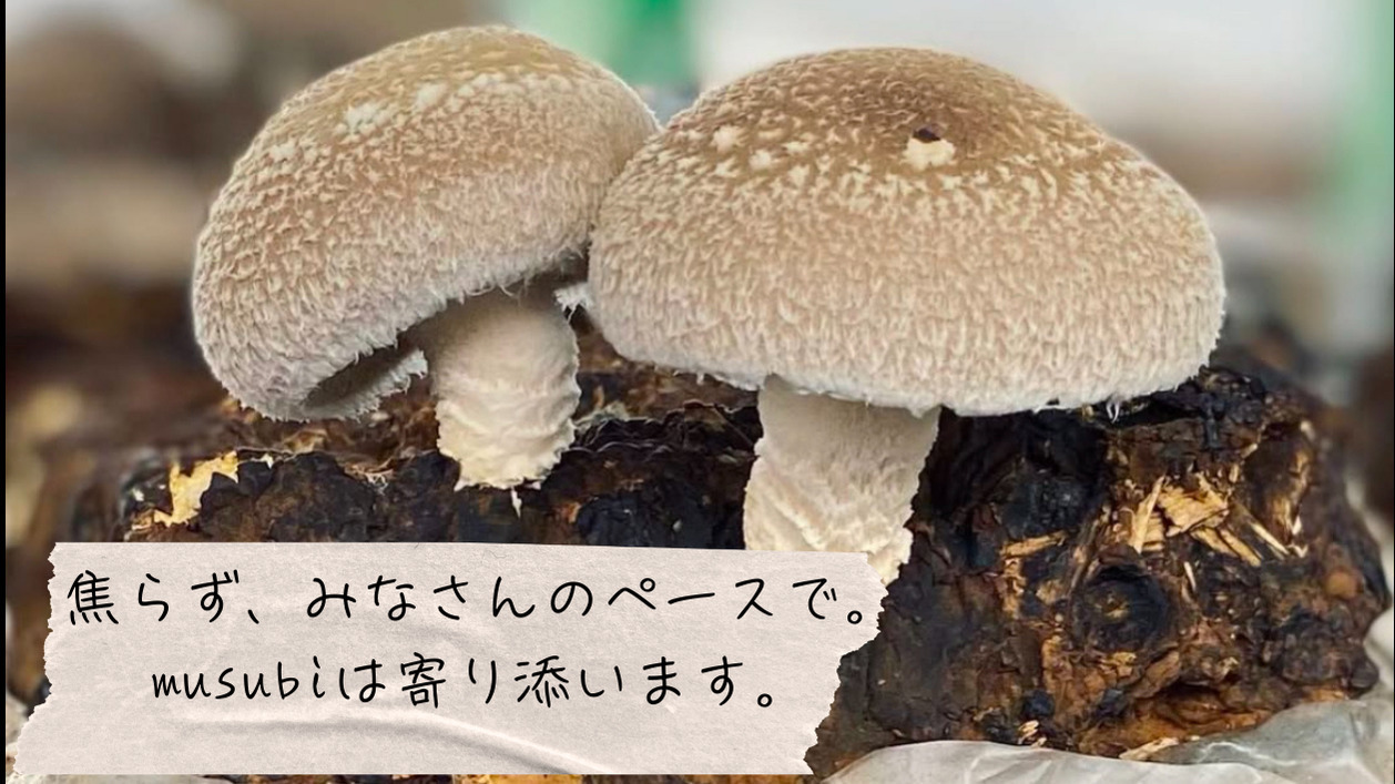musubi