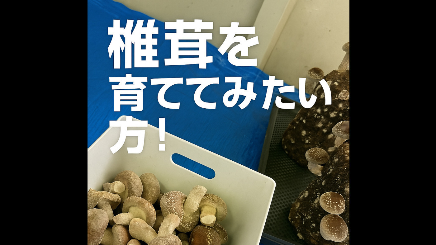 写真53295