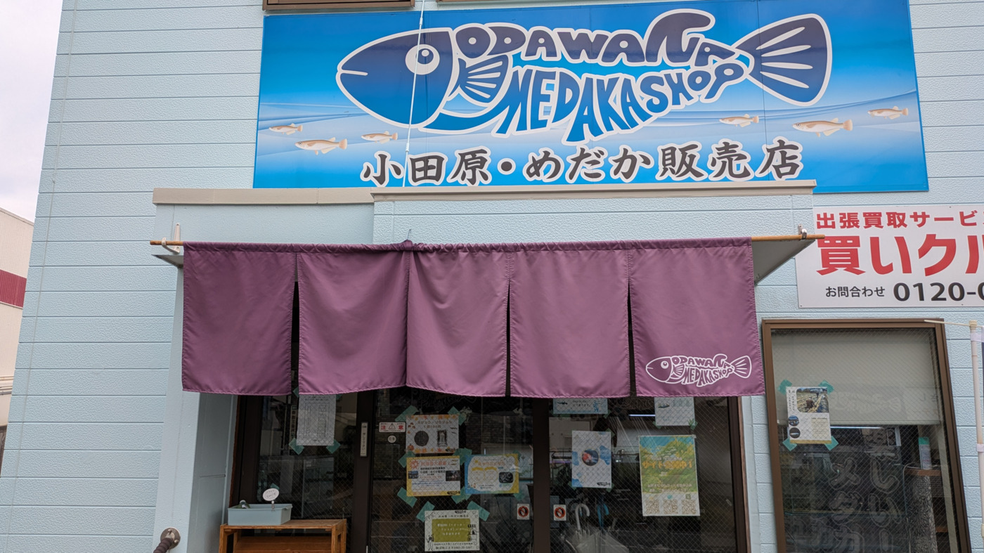 小田原・めだか販売店