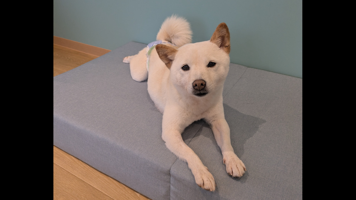 ☆受付☆Tabit様パネル5犬種 ANELLA CAFE 札幌清田店(北海道札幌市清田区の就労継続支援B型事業所