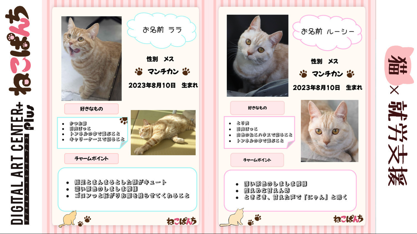 デジタルアートセンタープラスねこぱんち(兵庫県神戸市中央区の就労