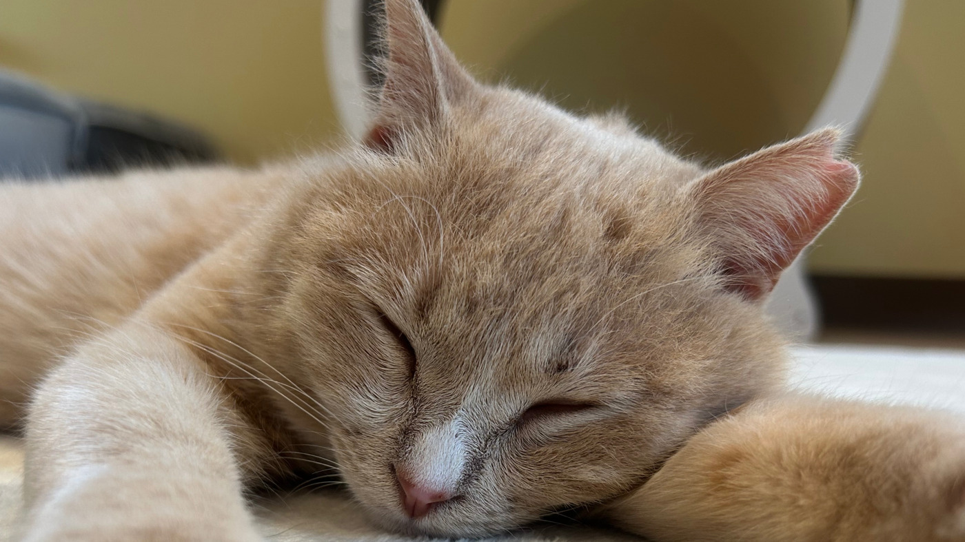 就労継続支援B型事業所・保護ねこカフェねこと(広島県広島市西区の就労